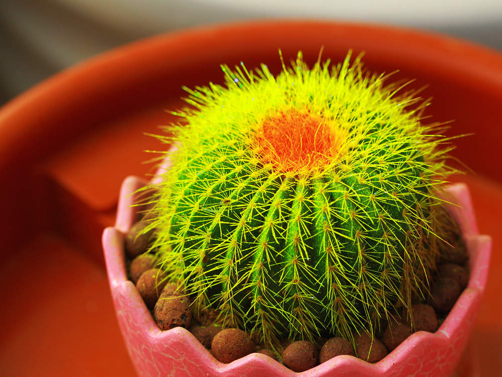 綠蘿、仙人球、富貴竹的養(yǎng)護方法