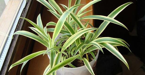 辦公室租賃小植物養(yǎng)護(hù)需要注意哪些？