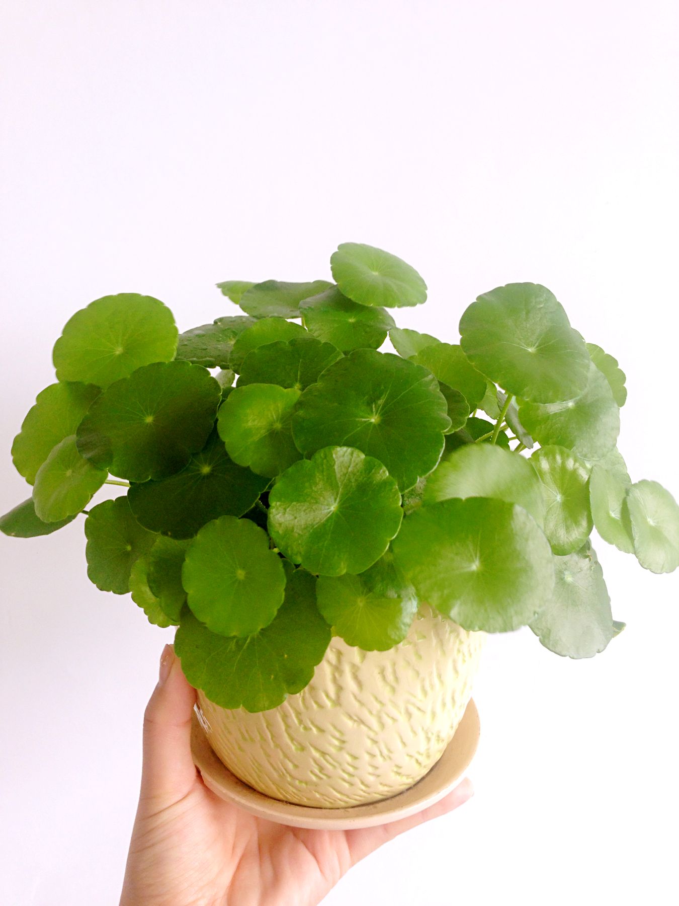 植物租賃將會對現(xiàn)代人產(chǎn)生哪些影響？