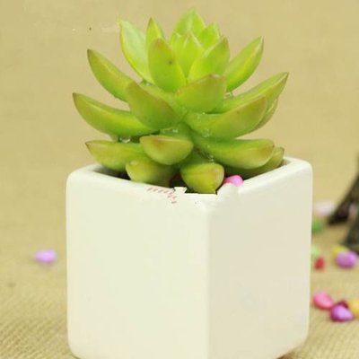 綠植養(yǎng)護技巧大全