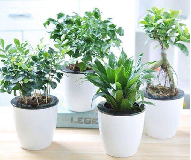 辦公室常用的綠化植物有哪些？