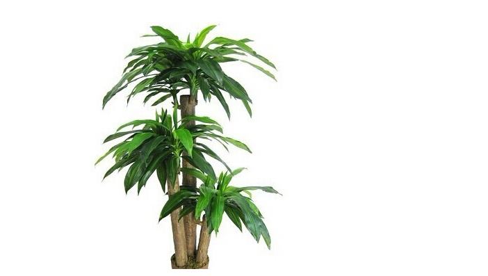 重慶植物出租有哪些優(yōu)勢？