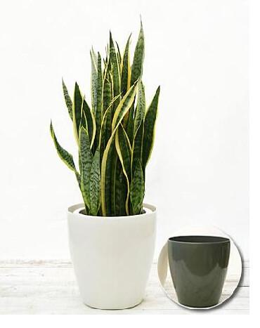 植物出租省時更省力