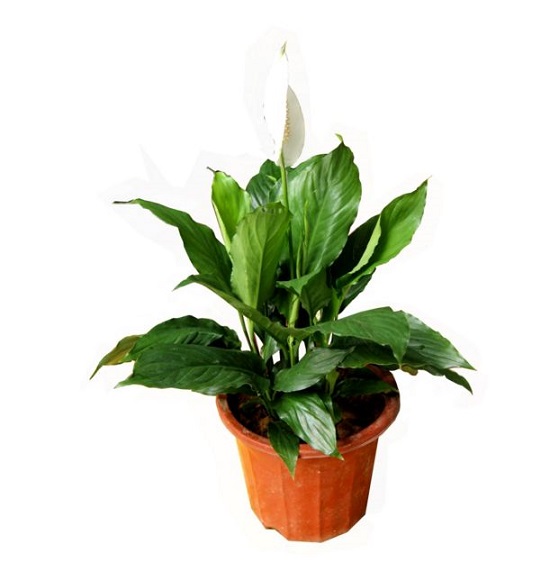 白掌適合什么樣的土壤？