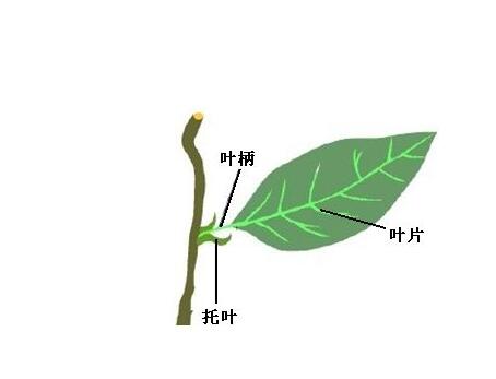 葉柄是植物身上那個部位？