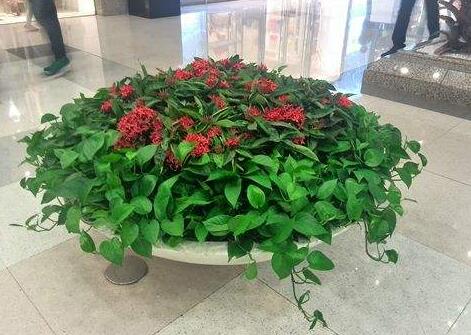 植物租擺方案應(yīng)該遵循哪些原則？