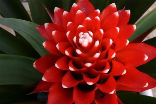 鳳梨鴻運(yùn)當(dāng)頭的養(yǎng)殖方法？