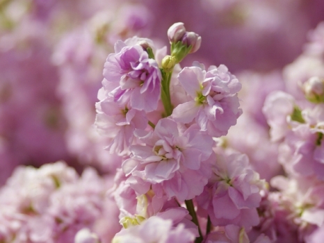 紫羅蘭有哪些種類？紫羅蘭怎么養(yǎng)？