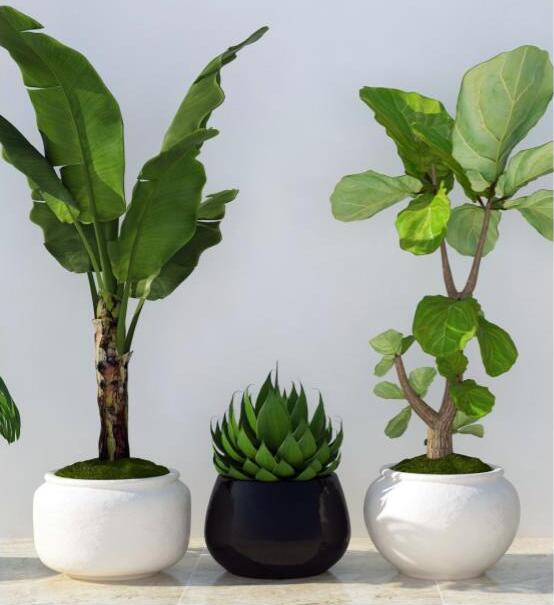 企業(yè)辦公室綠植租擺方案