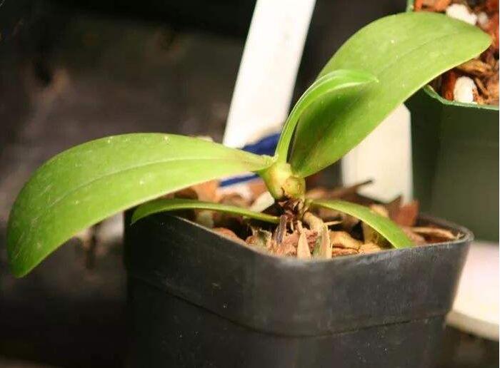 重慶植物租賃怎么租更劃算