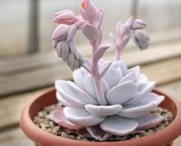 適合辦公室租擺的小盆植物有哪些？