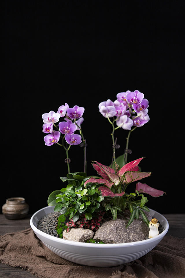 植物租賃不僅僅是凈化空氣，也起到了美觀的效果