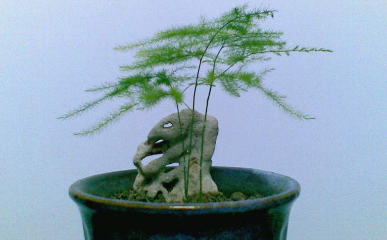 嫌花長得慢，試試養(yǎng)這些花！