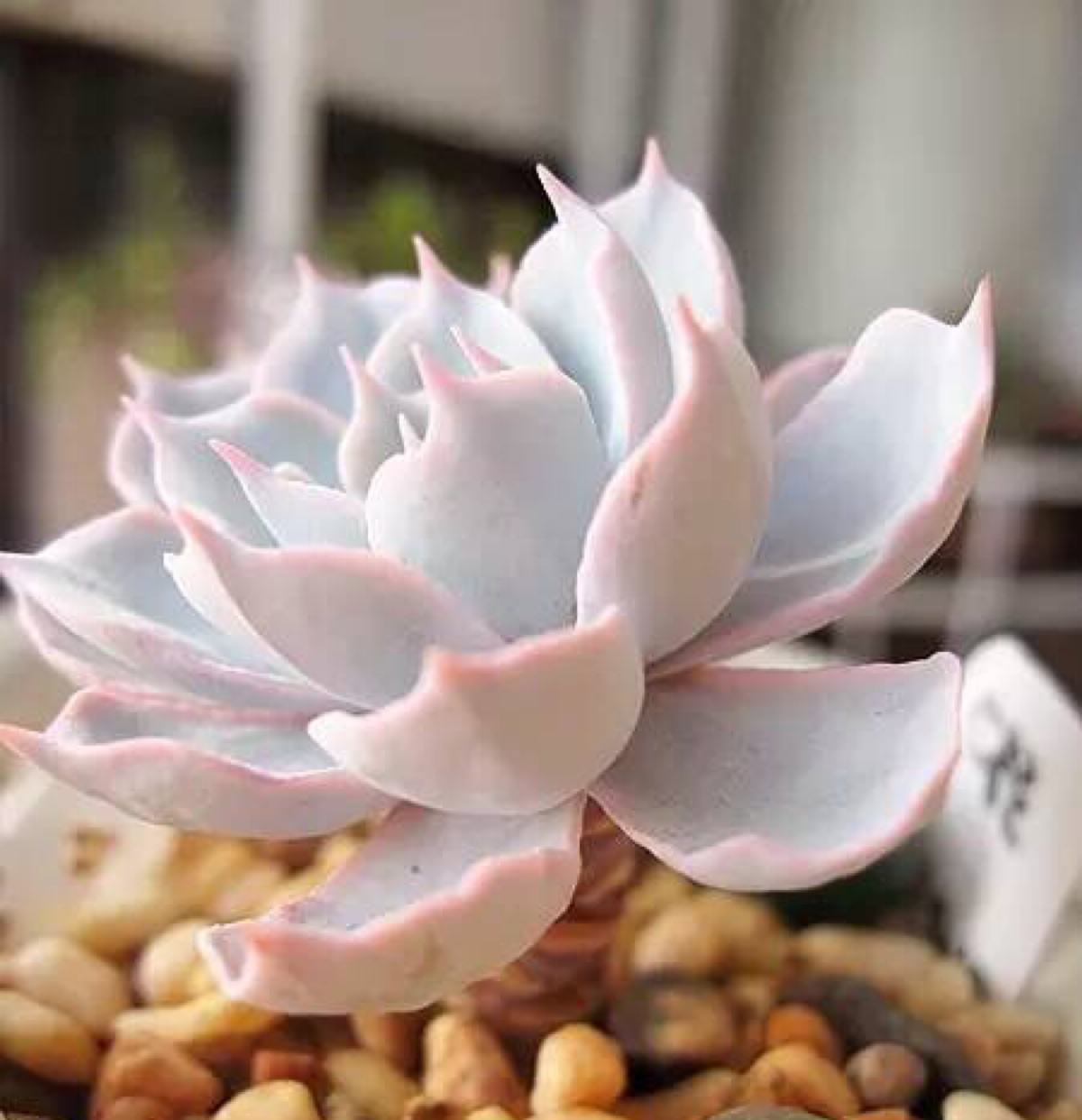 多肉為什么會(huì)長氣根？多肉長氣根怎么辦？