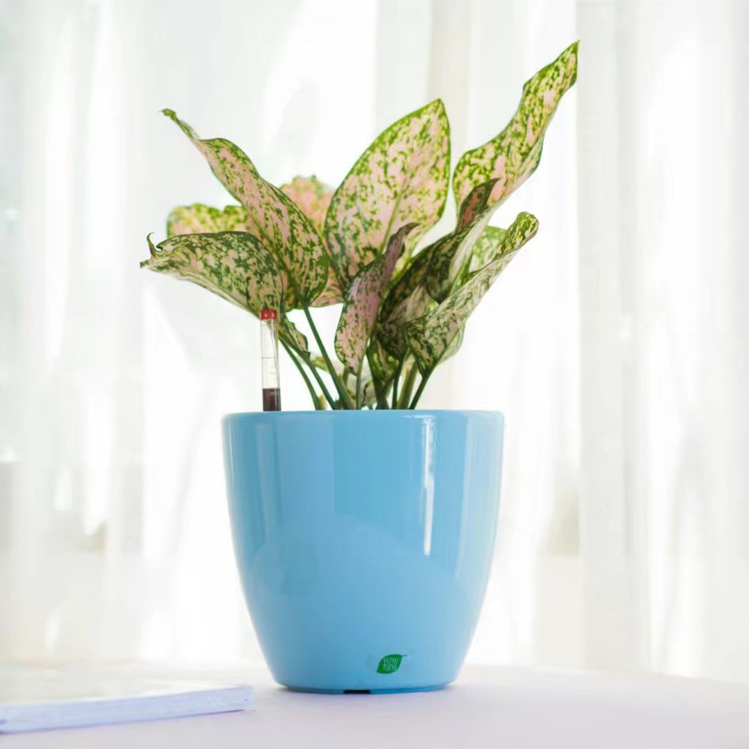 剛裝修的室內(nèi)擺放什么植物好