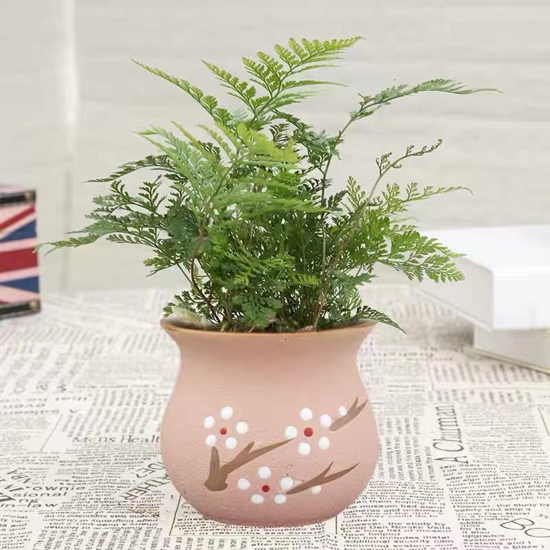 常用蕨類小盆栽