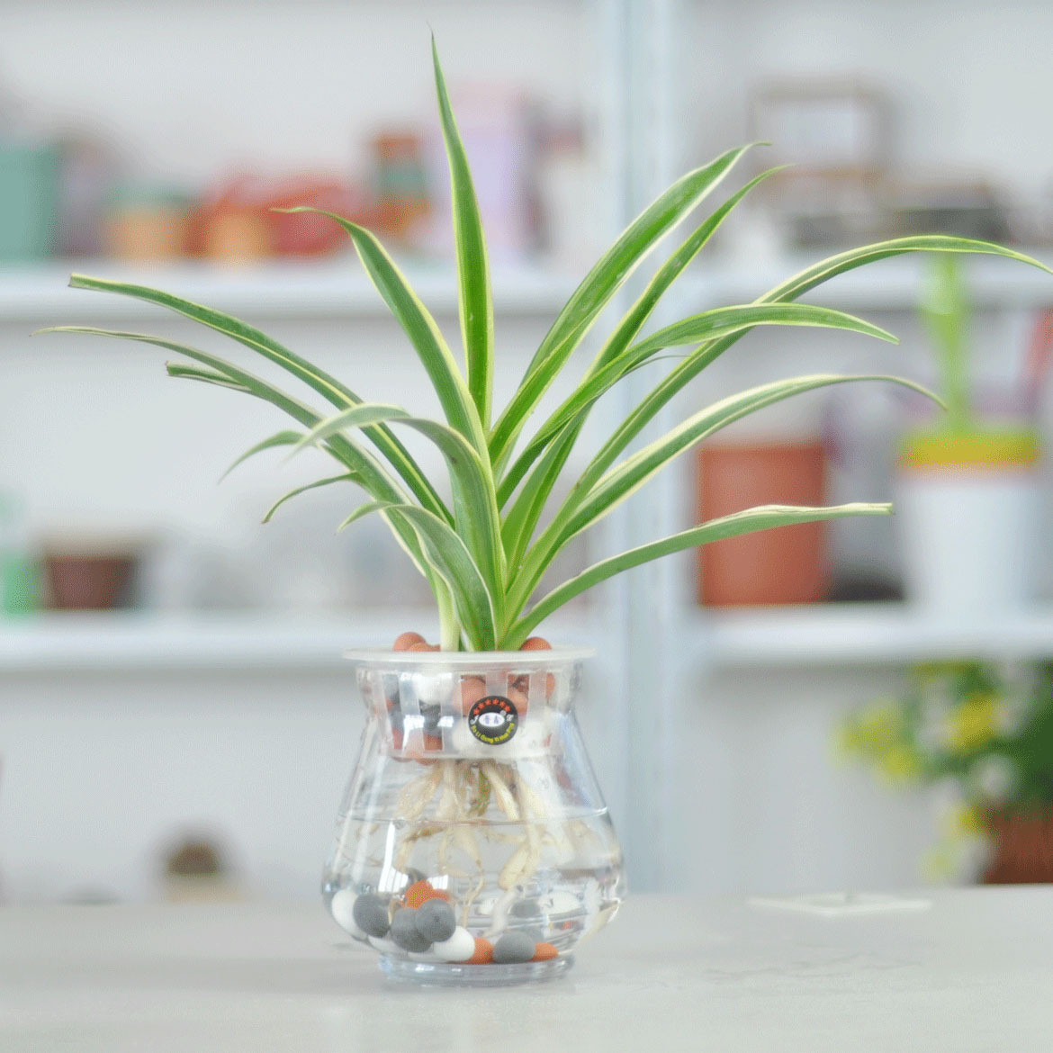 水培植物如何養(yǎng)魚