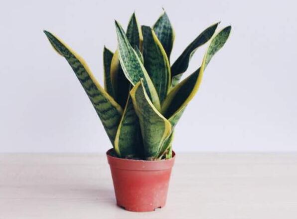 辦公室養(yǎng)哪些植物能夠營造一個(gè)良好氛圍？