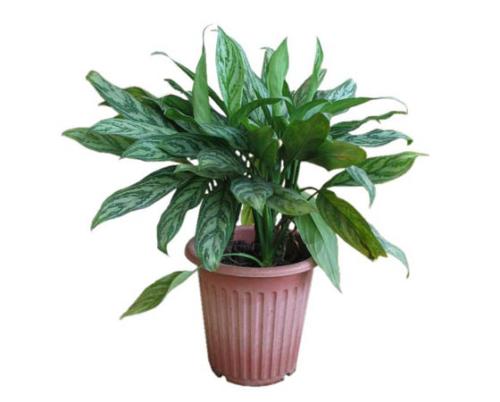 藍(lán)怡為您介紹幾款適合中小型企業(yè)的植物