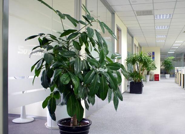 原來這些花的香味還有這些作用，趕快來GET