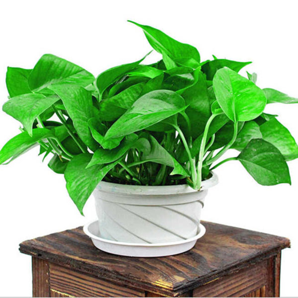 綠蘿這樣養(yǎng)，黃葉遠離它