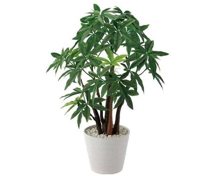 辦公室植物租賃養(yǎng)護的基本要點有哪些？