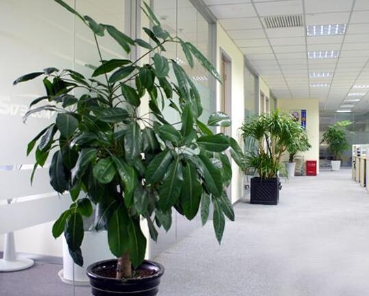 空調(diào)房植物如何應(yīng)該如何養(yǎng)護(hù)？