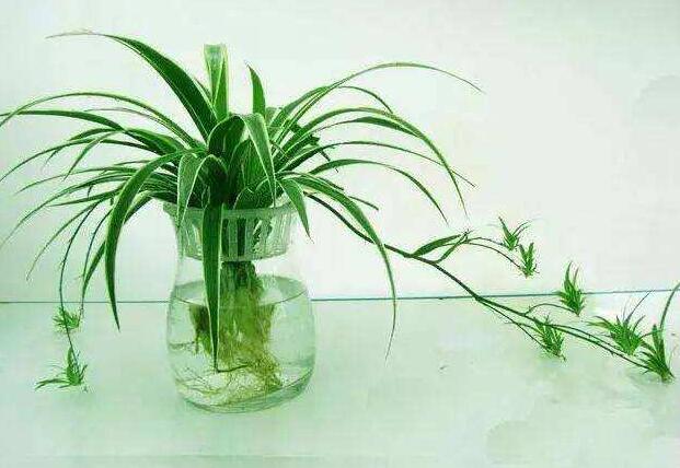 辦公室水培植物黃根爛葉如何解決？