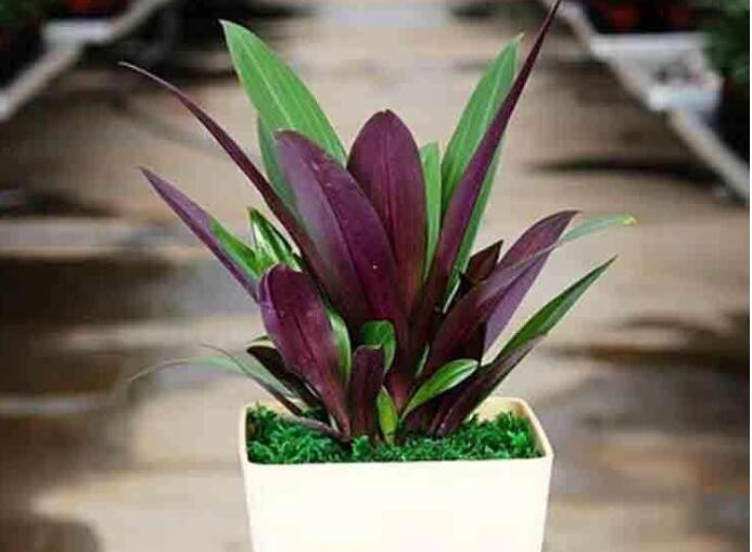 重慶植物租賃需要注意哪些？