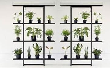 租賃植物對人體有什么影響？