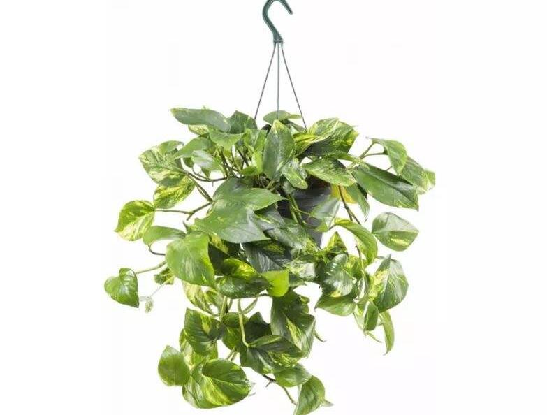 植物租賃報(bào)價(jià)是多少？