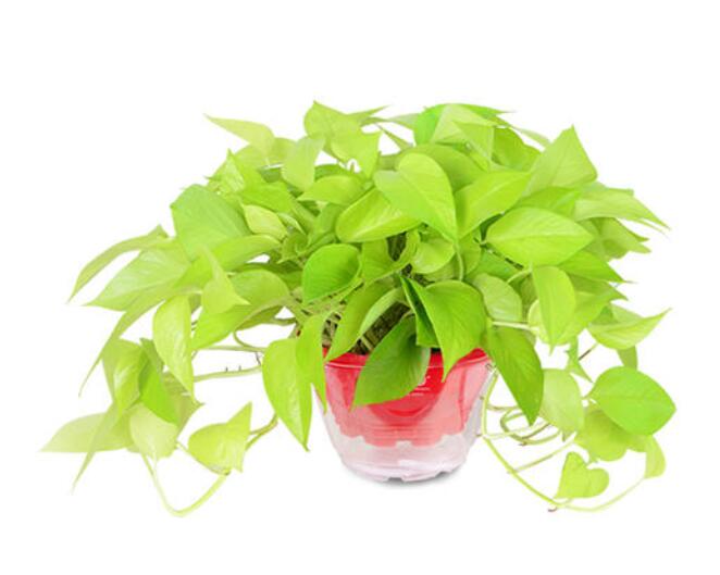 辦公室租賃植物的費(fèi)用貴不貴？