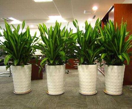 室內(nèi)植物租擺注意事項有哪些？