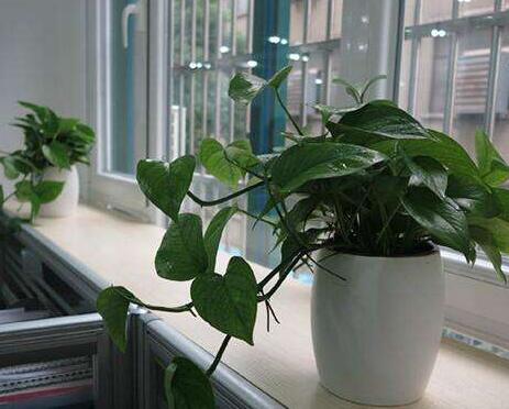 室內(nèi)租擺植物光線不佳如何解決？