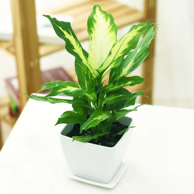 如何預防萬年青的病蟲