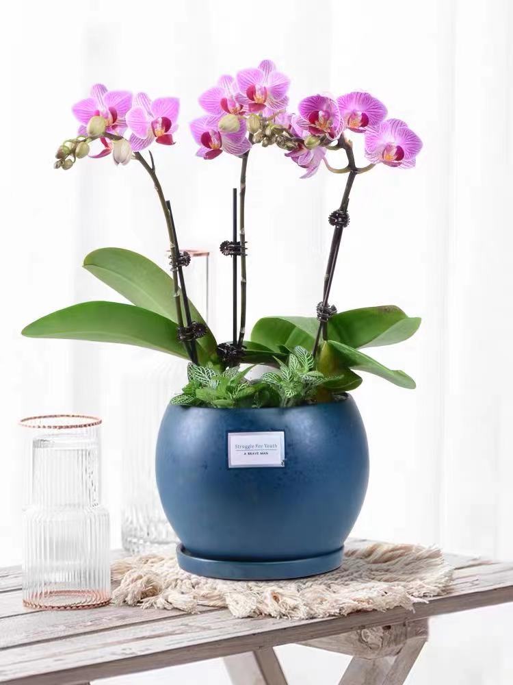 蝴蝶蘭的養(yǎng)殖要求