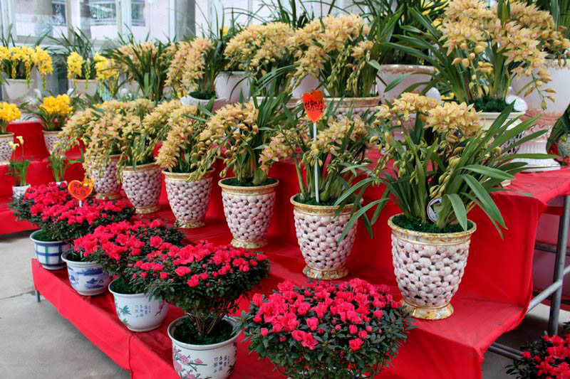 重慶植物租賃 重慶植物租賃