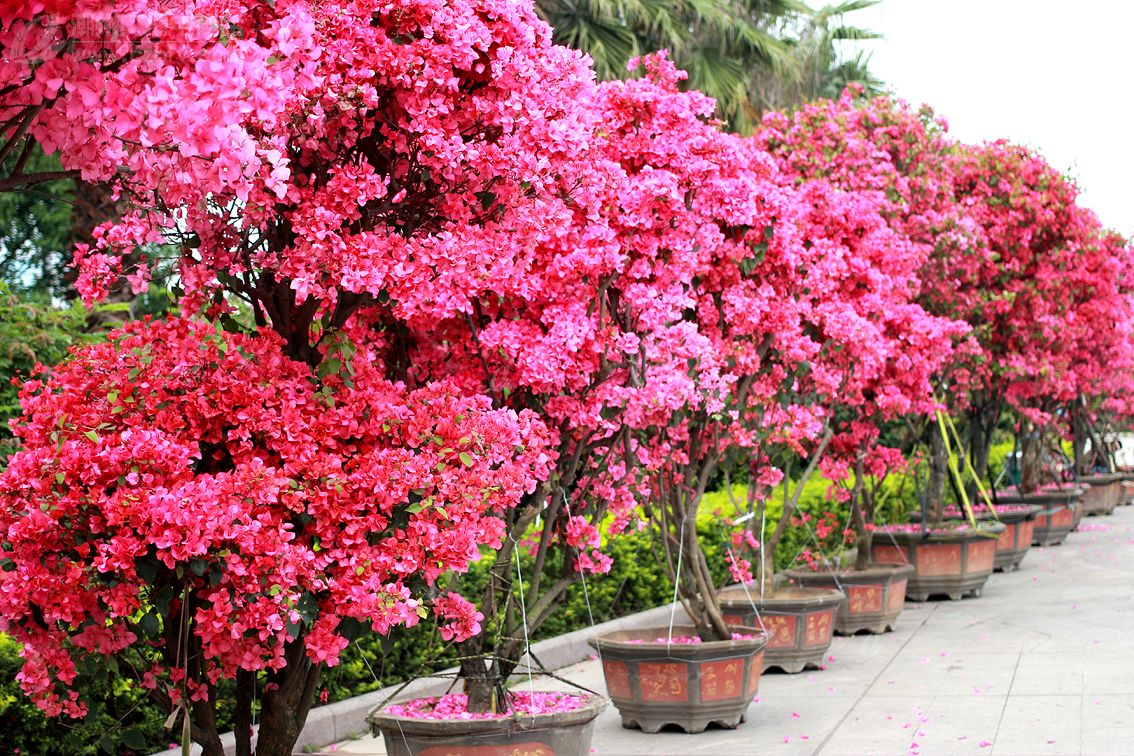 重慶植物租賃 重慶植物租賃