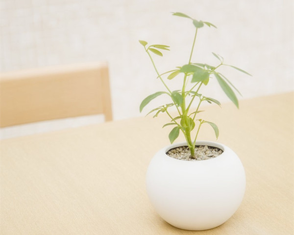 重慶植物租賃之辦公室里的健康隱患 重慶植物租賃之辦公室里的健康隱患