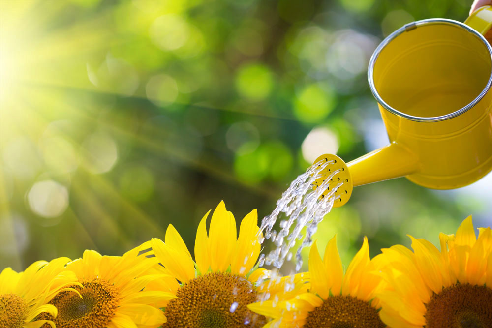 重慶花卉租擺養(yǎng)護澆水五要點 重慶花卉租擺養(yǎng)護澆水五要點