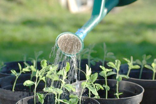 重慶花卉租擺養(yǎng)護澆水五要點 重慶花卉租擺養(yǎng)護澆水五要點