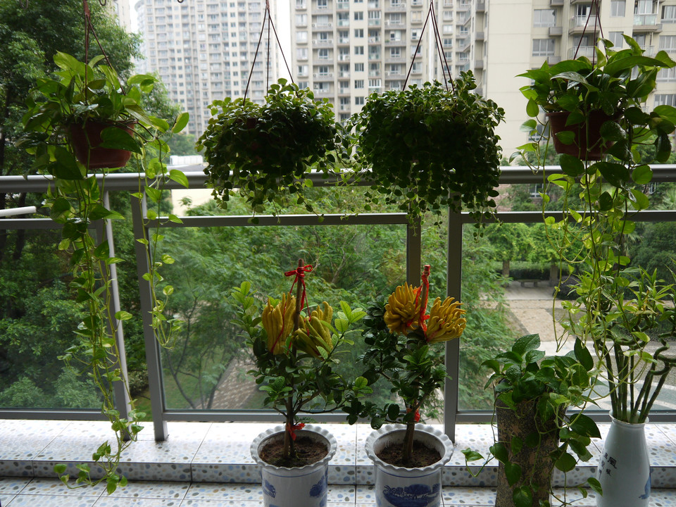 重慶植物租擺之陽(yáng)臺(tái)花卉租賃擺放技巧