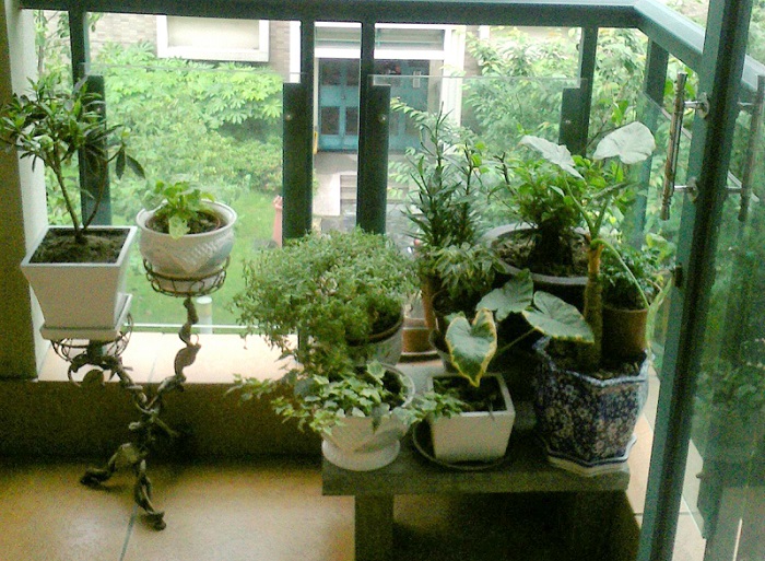 重慶植物租擺之陽(yáng)臺(tái)花卉租賃擺放技巧