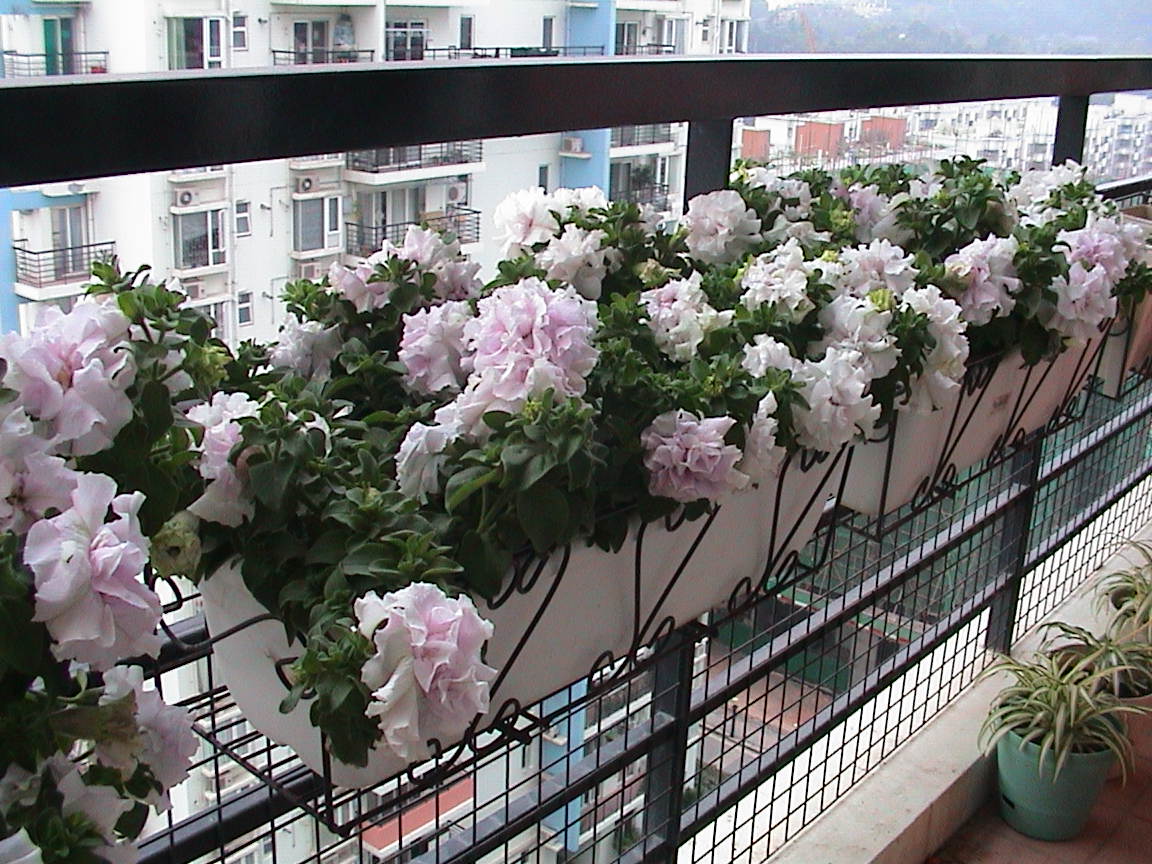 重慶植物租擺之陽(yáng)臺(tái)花卉租賃擺放技巧