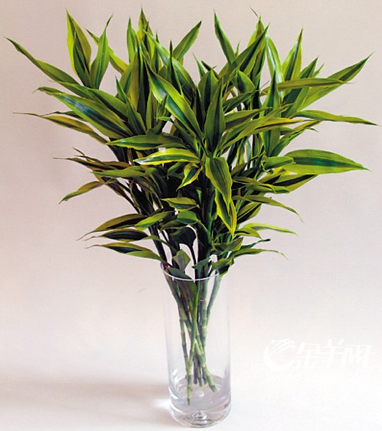 重慶富貴竹培養(yǎng)注意事項(xiàng) 重慶富貴竹培養(yǎng)注意事項(xiàng)