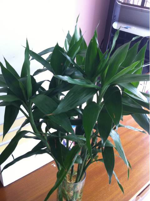 重慶富貴竹培養(yǎng)注意事項(xiàng) 重慶富貴竹培養(yǎng)注意事項(xiàng)