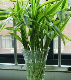 重慶富貴竹培養(yǎng)注意事項(xiàng) 重慶富貴竹培養(yǎng)注意事項(xiàng)