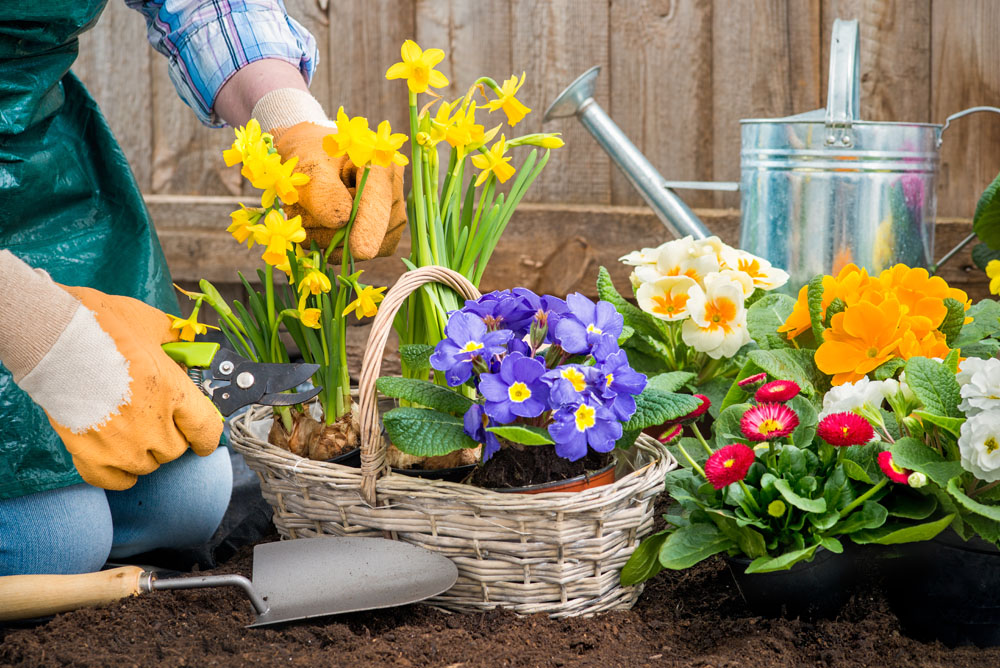 重慶 室內(nèi)觀葉花木修剪技巧？