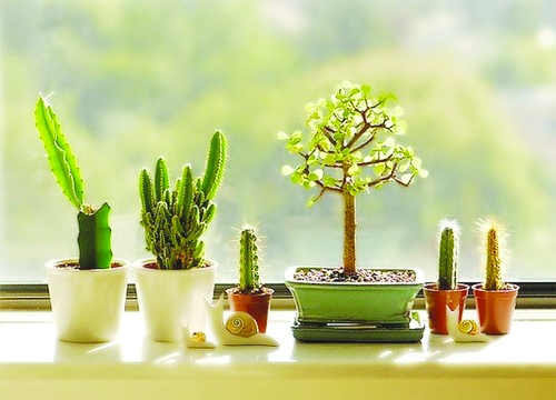 重慶植物租賃之一個都市上班族的有機(jī)一天 重慶植物租賃之一個都市上班族的有機(jī)一天