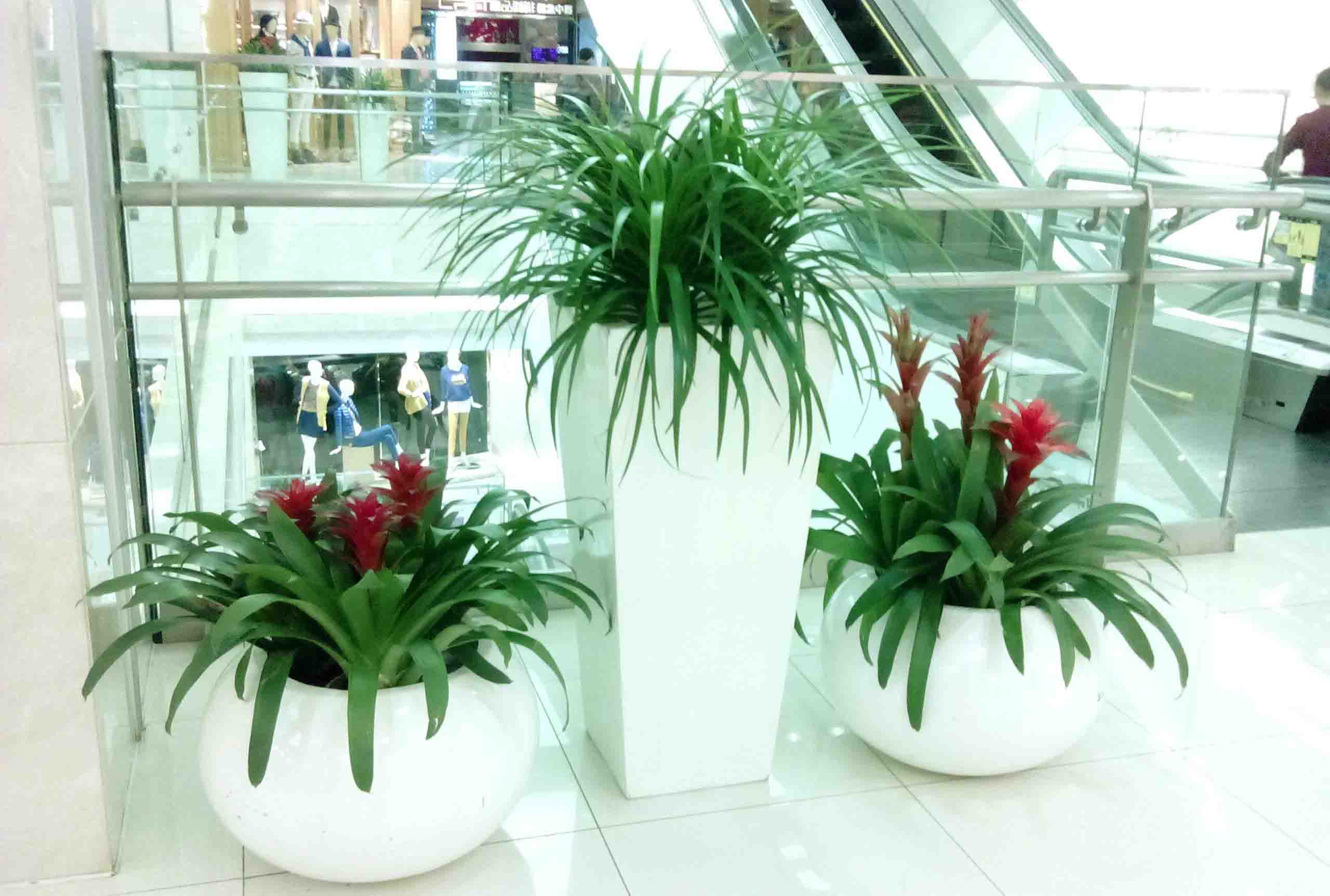 重慶植物租賃公司揭辦公室植物擺放四忌 重慶植物租賃公司揭辦公室植物擺放四忌